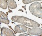Anti-COMT Antibody Picoband™ (monoclonal, 15C10)